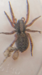 Trochosa sepulchralis