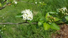 Crataegus gaylussacia