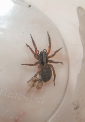 Trochosa sepulchralis