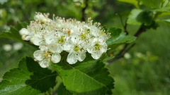 Crataegus gaylussacia