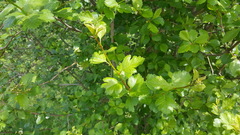 Crataegus × cogswellii