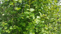 Crataegus × cogswellii