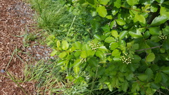 Crataegus × cogswellii