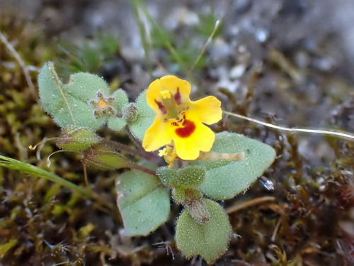 Wingstem monkeyflower (Erythranthe alsinoides)