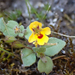 Wingstem Monkeyflower - Photo (c) Chloe and Trevor Van Loon, some rights reserved (CC BY), uploaded by Chloe and Trevor Van Loon