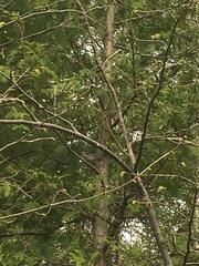 Setophaga coronata