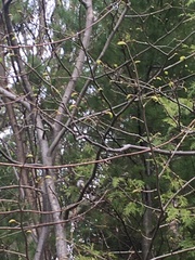 Setophaga coronata