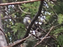 Setophaga coronata