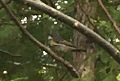 Setophaga coronata
