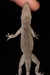 Anolis jubar albertschwartzi