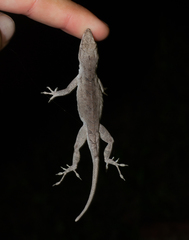 Anolis jubar albertschwartzi