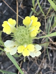 Castilleja rubicundula