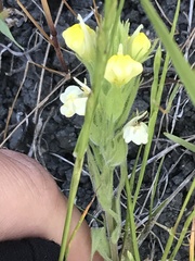 Castilleja rubicundula