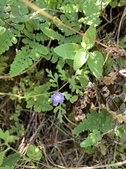 Nemophila pulchella