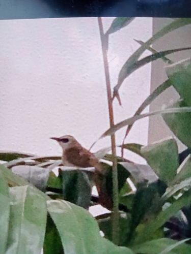 Yellow-vented Bulbul, Tampines, Singapore, photo 10 of 10