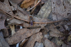 Teuchocnemis bacuntius