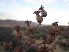 Tylecodon wallichii ecklonianus