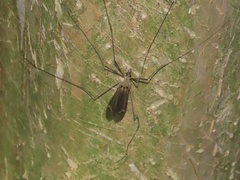 Tipulomorpha