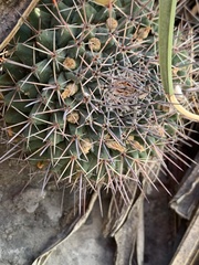 Mammillaria melanocentra melanocentra