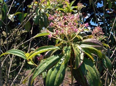 Miconia robinsoniana