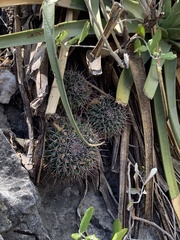 Mammillaria melanocentra melanocentra