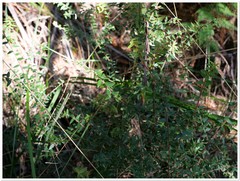 Acrotriche divaricata