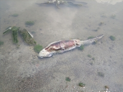 Ambystoma granulosum