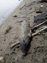 Ambystoma granulosum