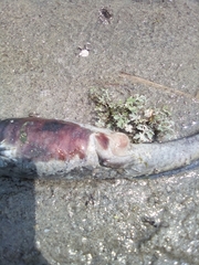 Ambystoma granulosum
