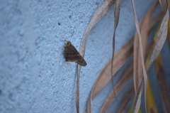 Cogia hippalus hippalus