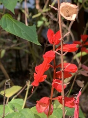 Salvia splendens