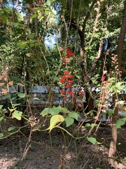 Salvia splendens