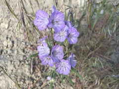 Phacelia linearis