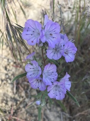 Phacelia linearis
