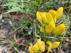 Baptisia cinerea