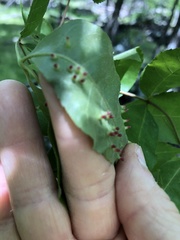Caryomyia striolata