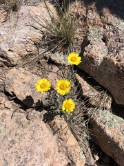 Tetraneuris argentea