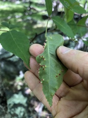 Caryomyia striolata