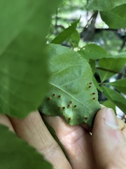 Caryomyia striolata