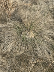 Muhlenbergia lindheimeri