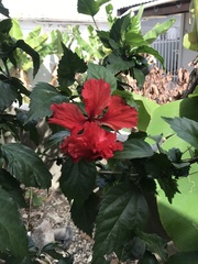 Hibiscus × archeri
