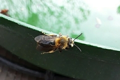 Andrena dunningi