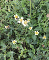 Tridax procumbens image