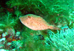 Pseudomonacanthus macrurus