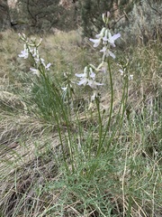 Astragalus conjunctus