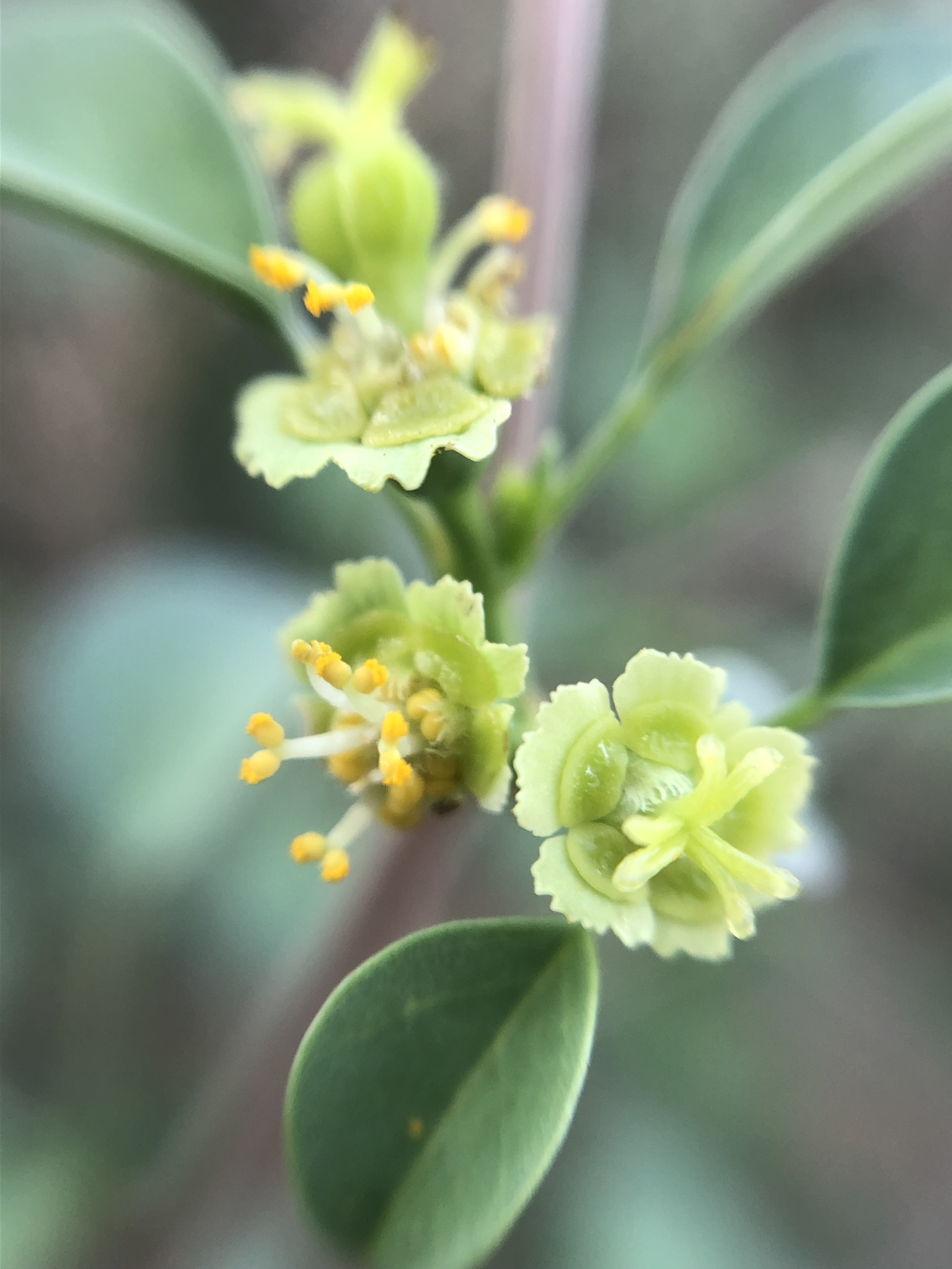 Euphorbia californica