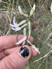 Astragalus conjunctus