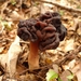 Southern False Morel - Photo (c) Leon Perrie, some rights reserved (CC BY-NC-SA), uploaded by Leon Perrie