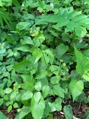 Taenidia integerrima