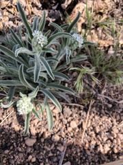 Oreocarya suffruticosa setosa